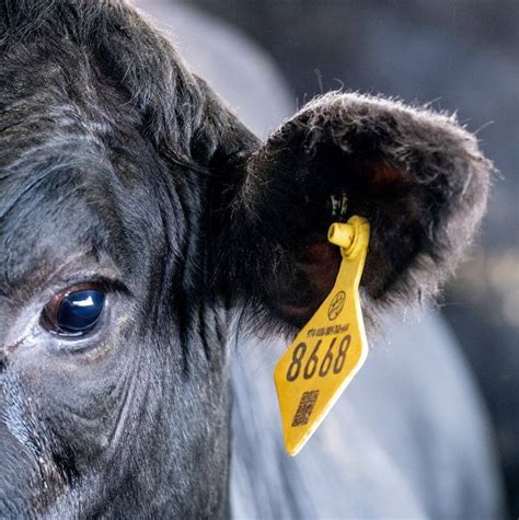 ultra high frequency cattle tags